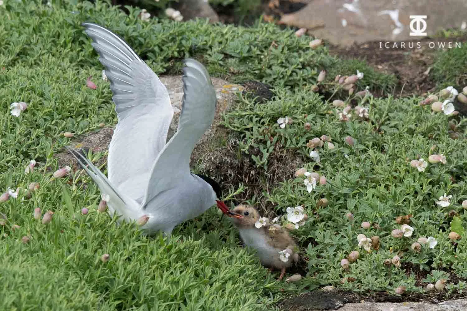 Young arctic tern chick being fed small fish.