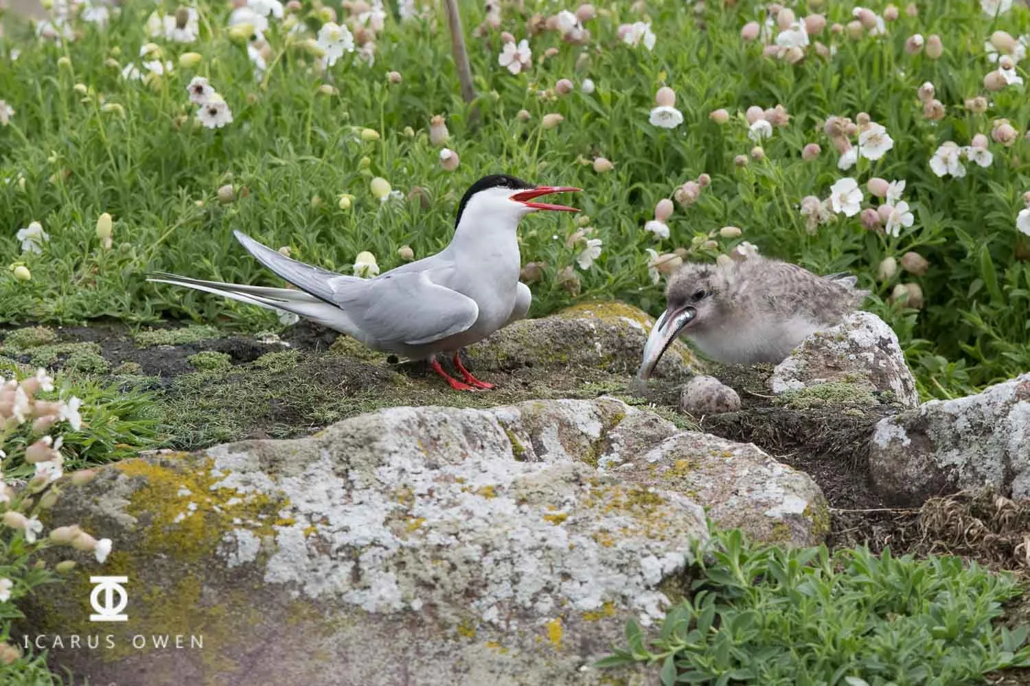 Arctic tern chick being fed large fish by parent, Isle of May, Scotland.