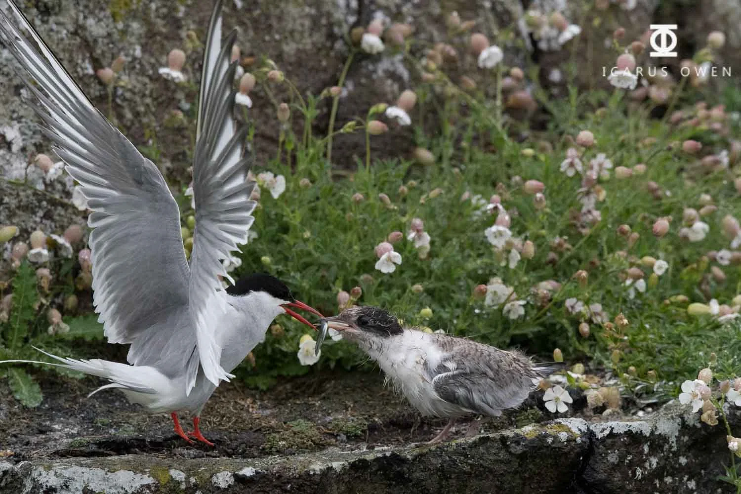 Chicks are fed constantly even when wet.