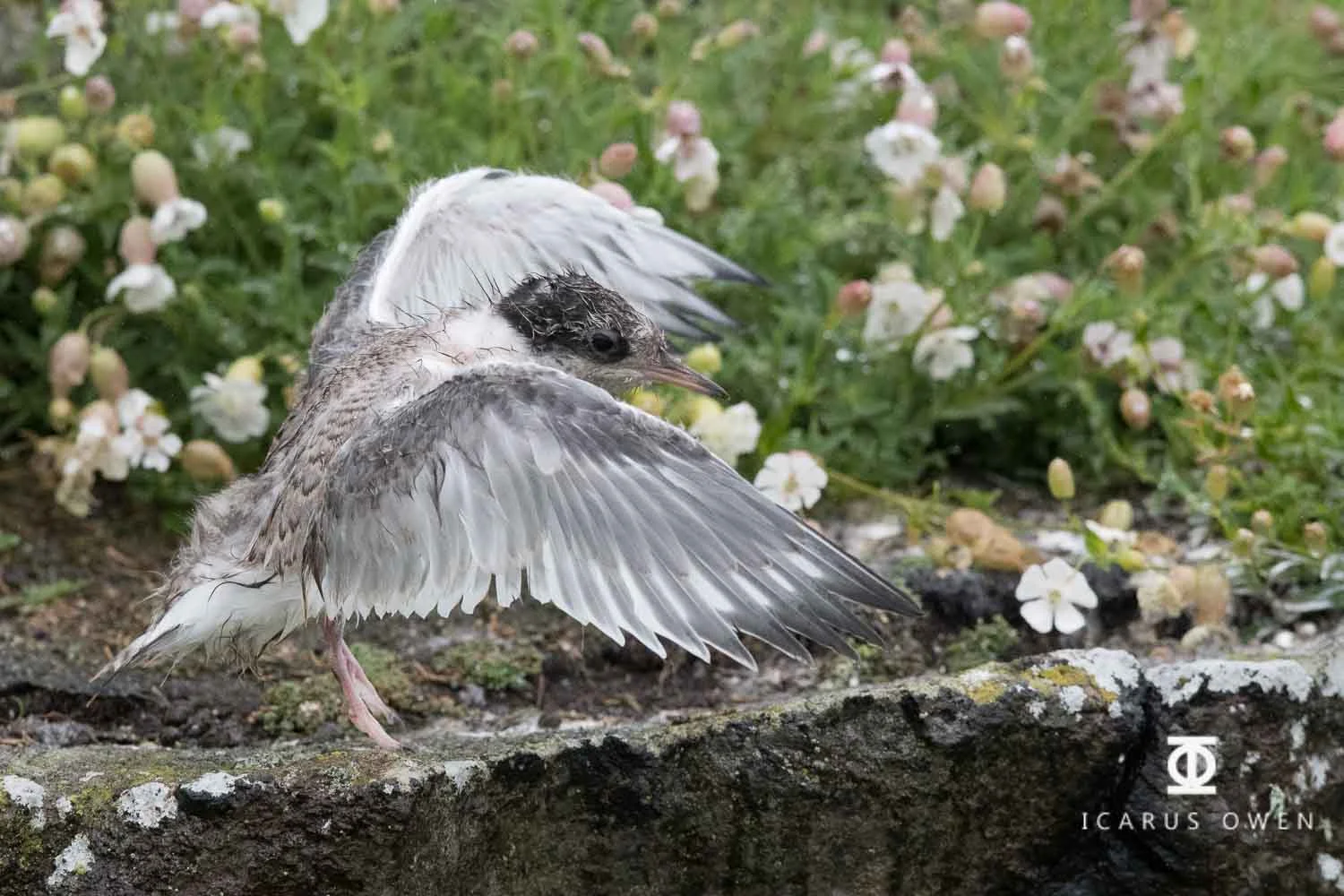 Arctic tern chick strengthening wings in the rain.
