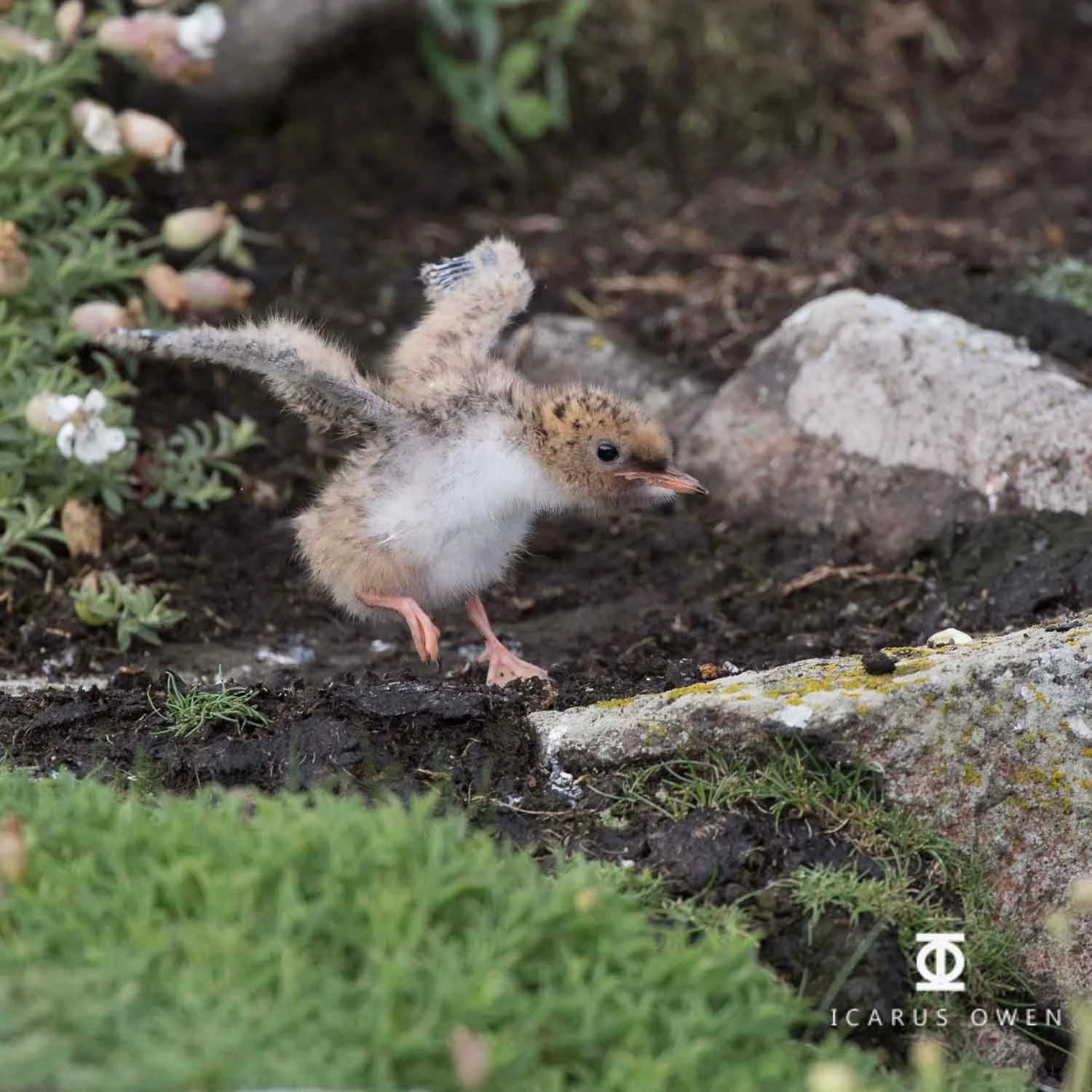 Young arctic tern chick testing wings.