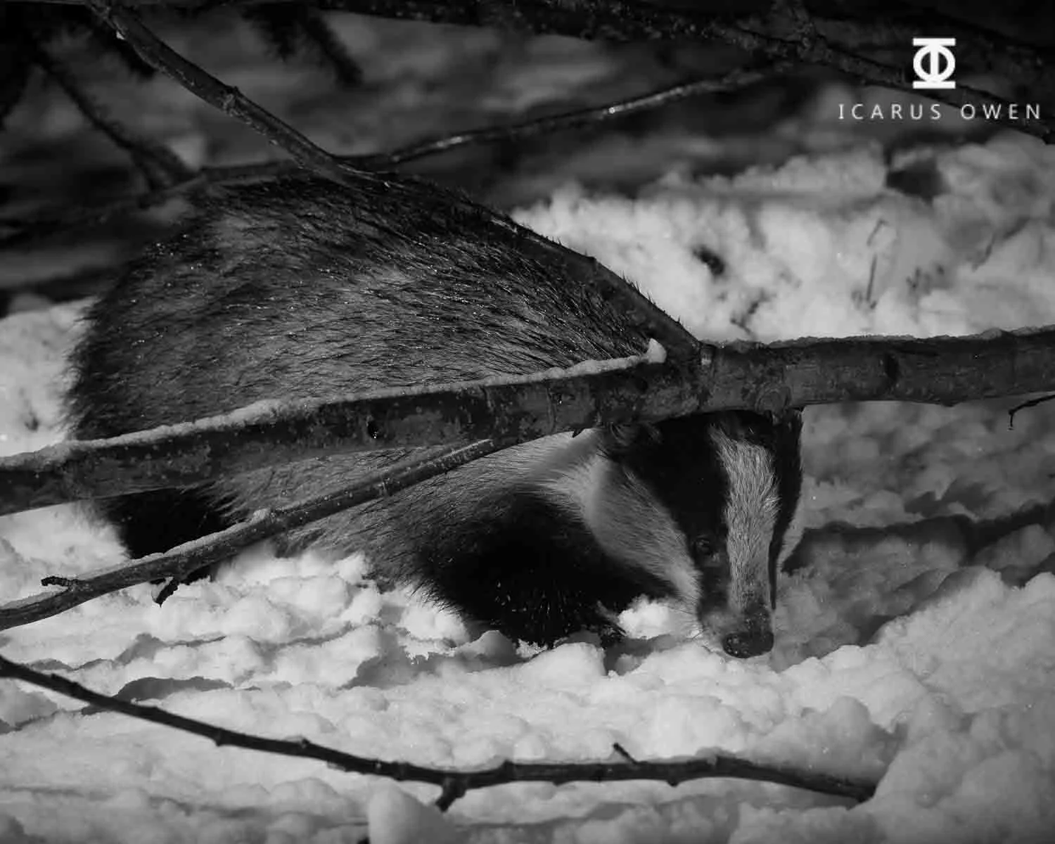 European badger in snow in Scotland
