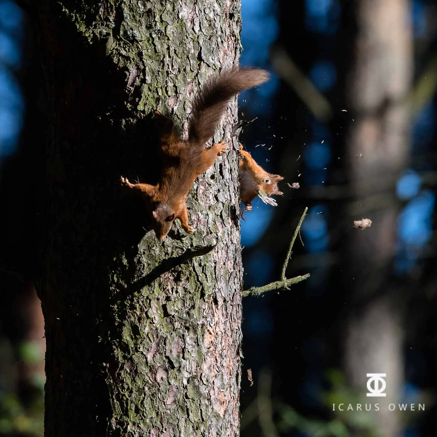 Two red squirrels chasing each other. Bark debris thrown up from their feet.