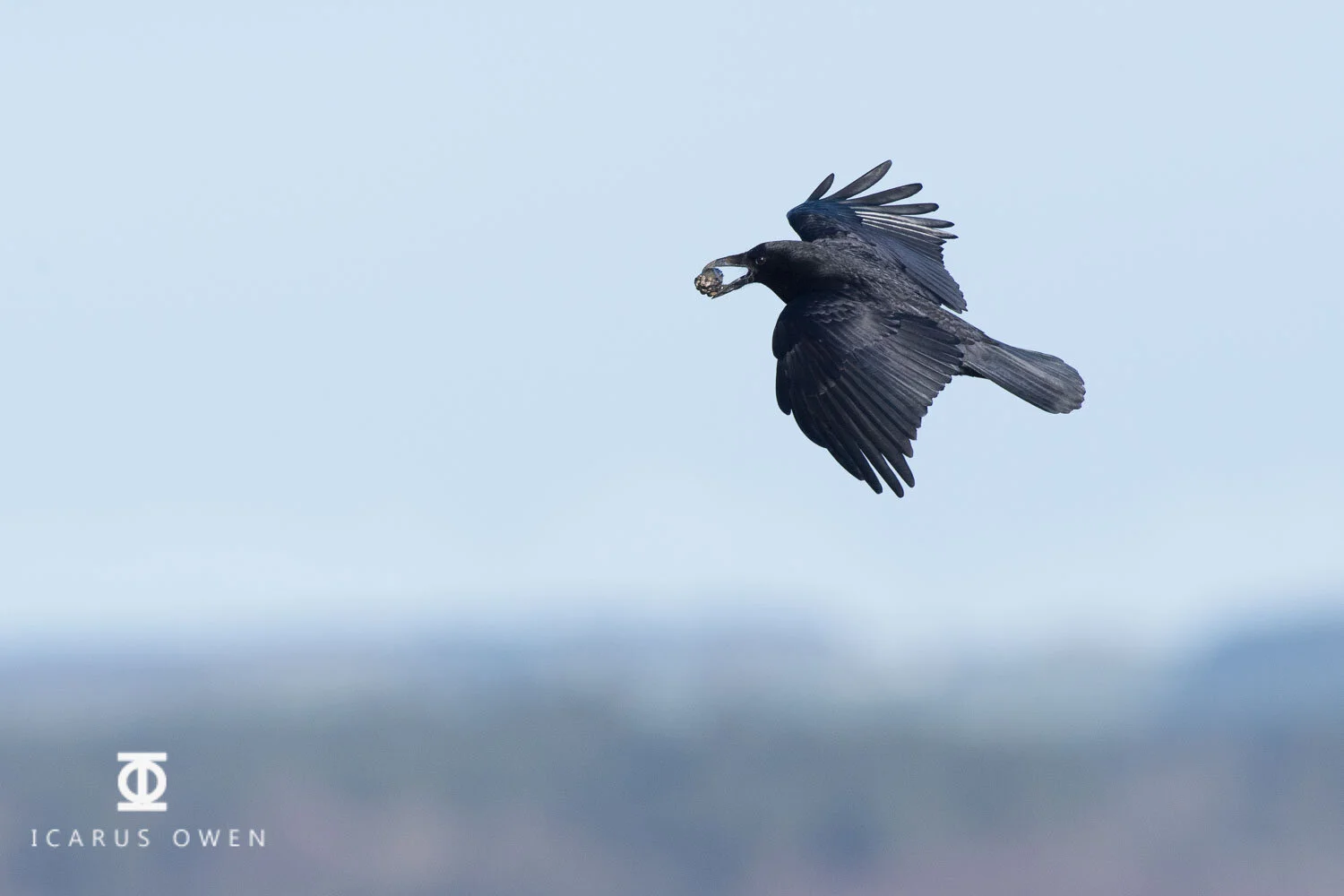 Crow flying with mussel before releasing it.