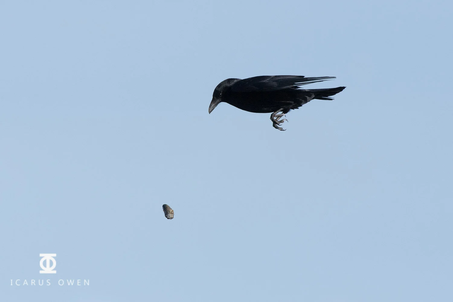 Crow dropping mussel from a height.
