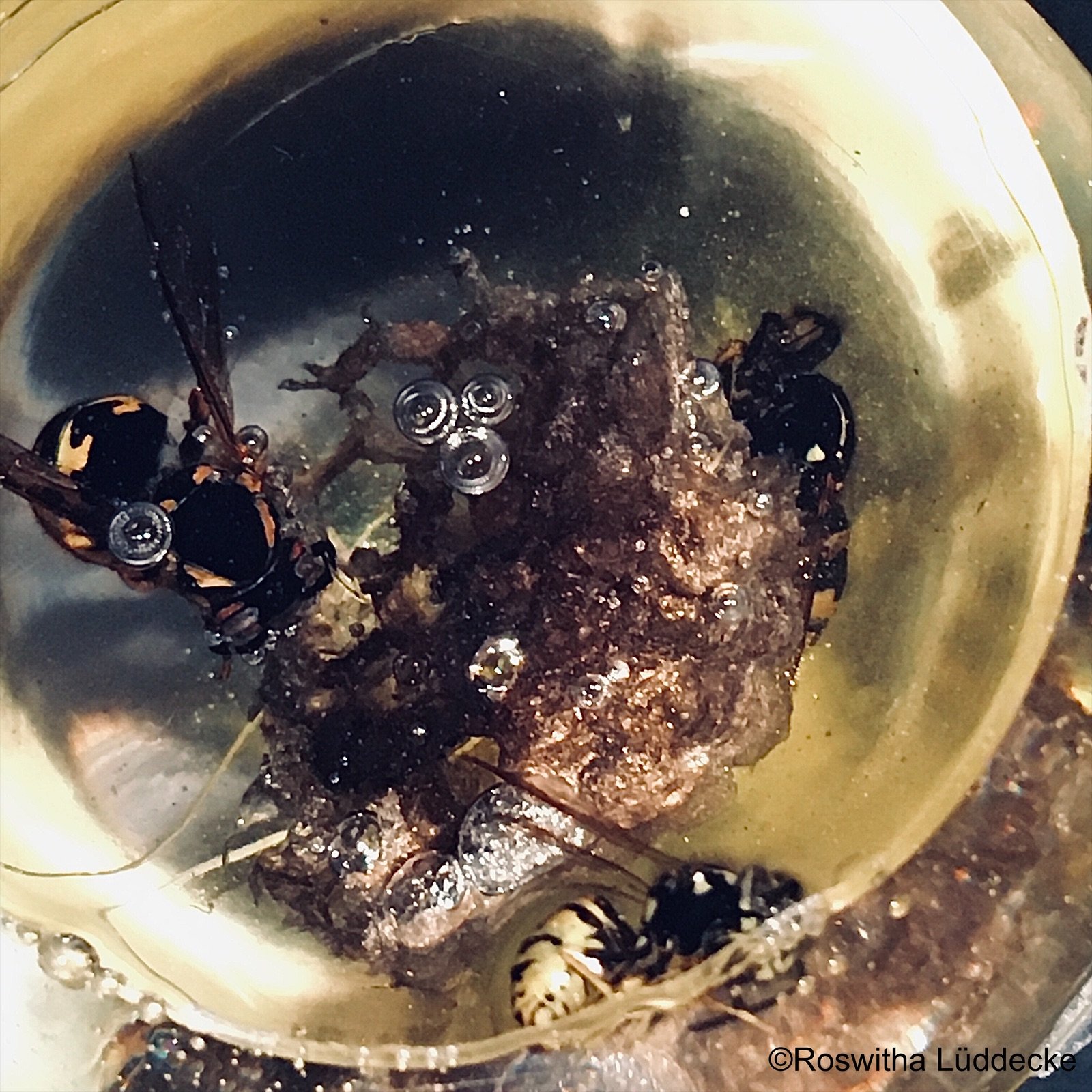 eZy Watermark_31-12-2021_10-28-53AM.jpeg