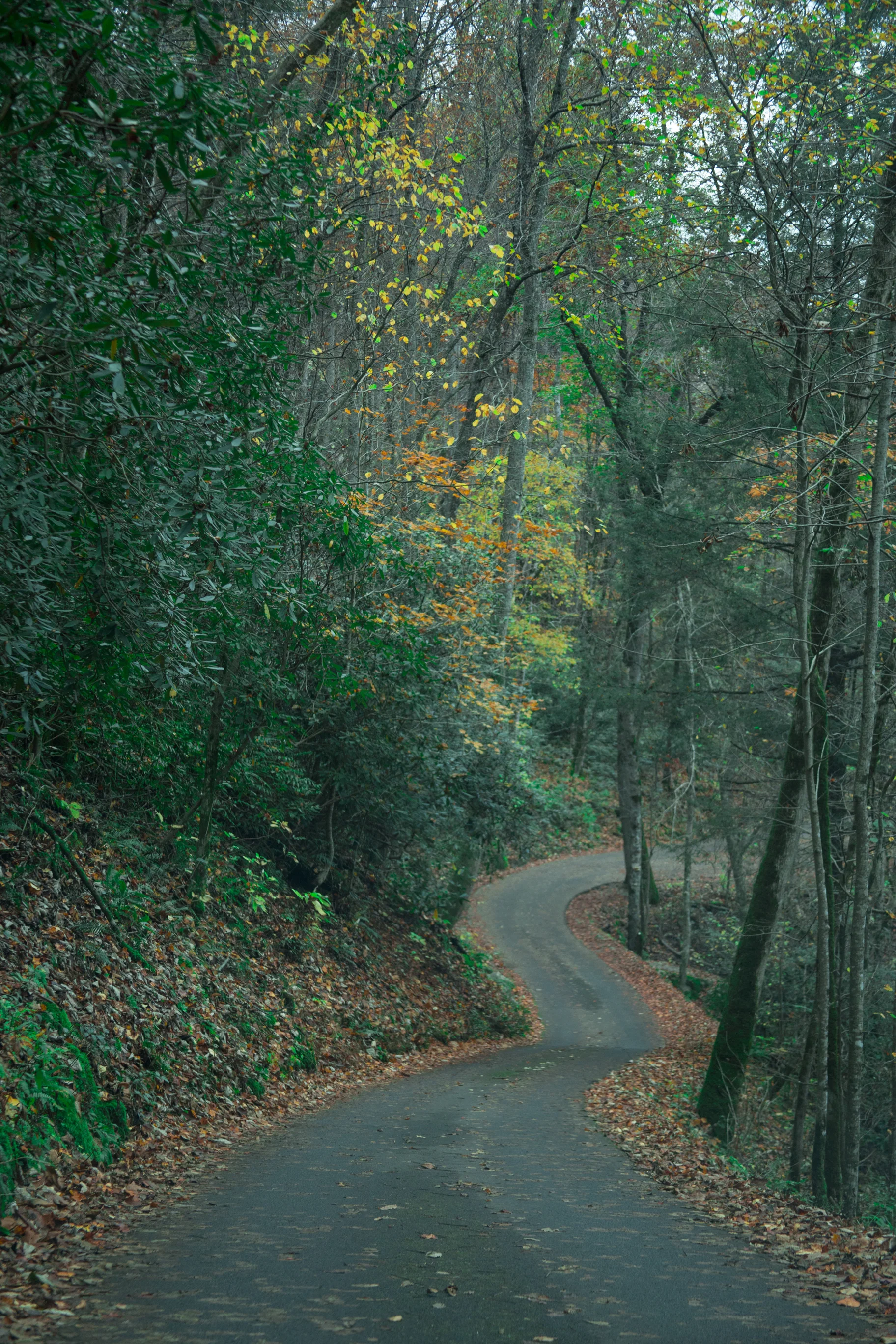 smoky-mountains-travel-chamber-photoraphy-antoine-trail.jpg