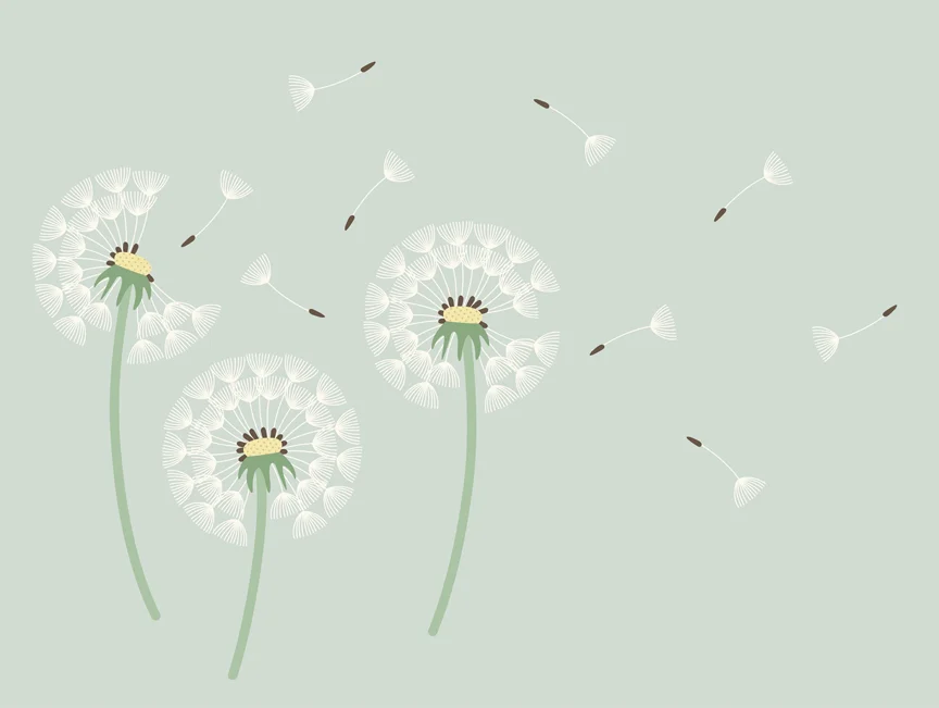 Dandelions.jpg