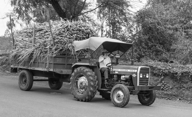 FOOD & AGRICULTURE