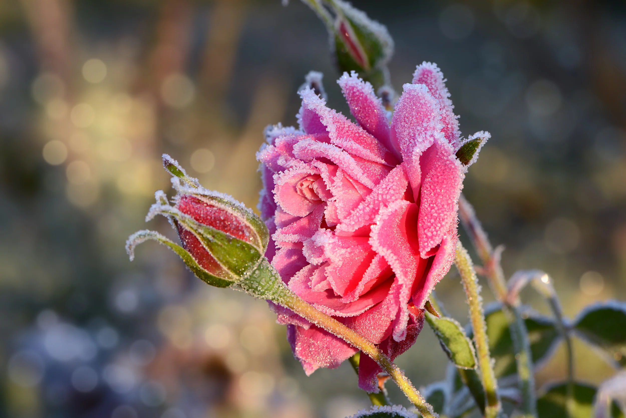 AdobeStock_95039617.jpeg