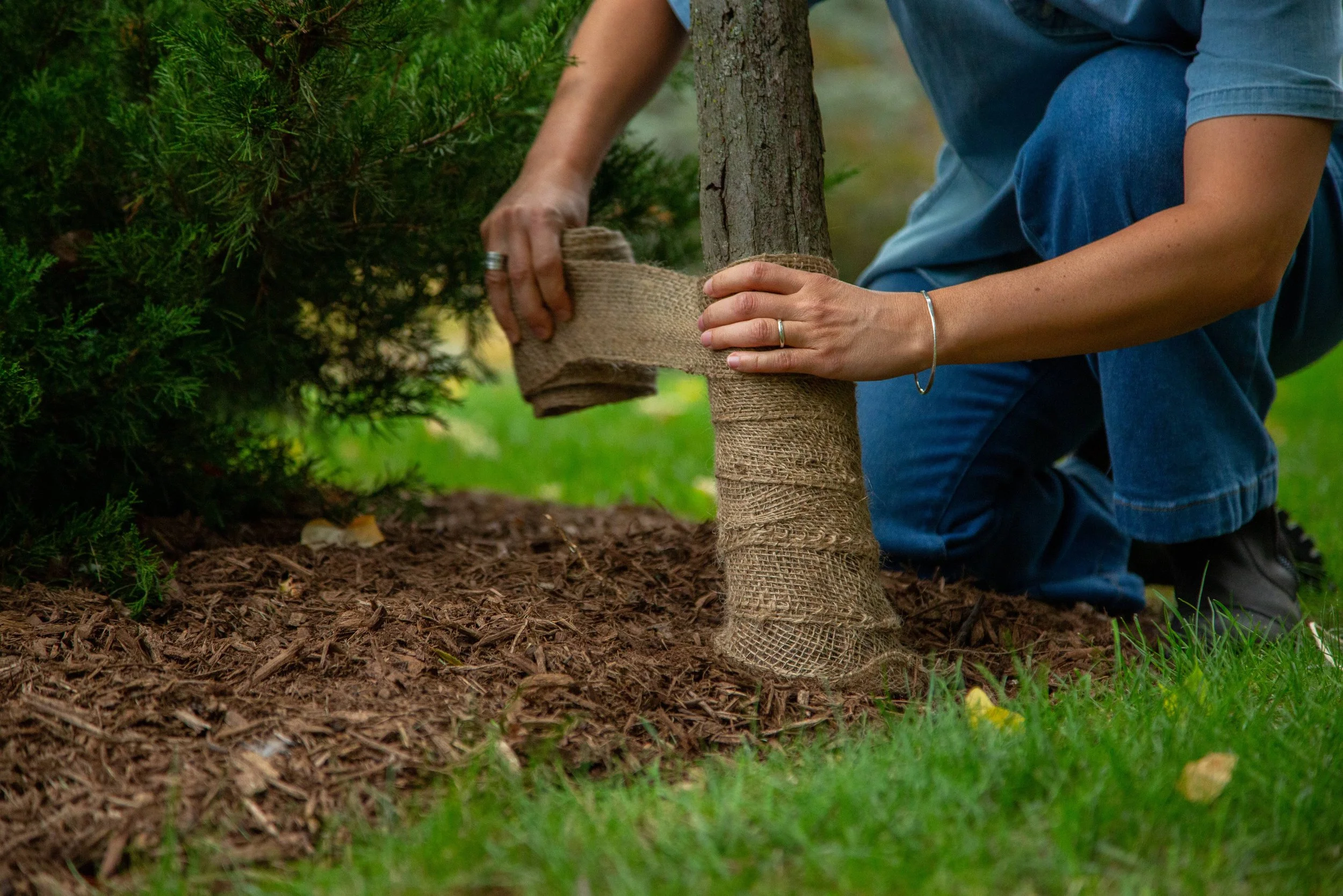 Gardener wrapping a tree trunk to protect it