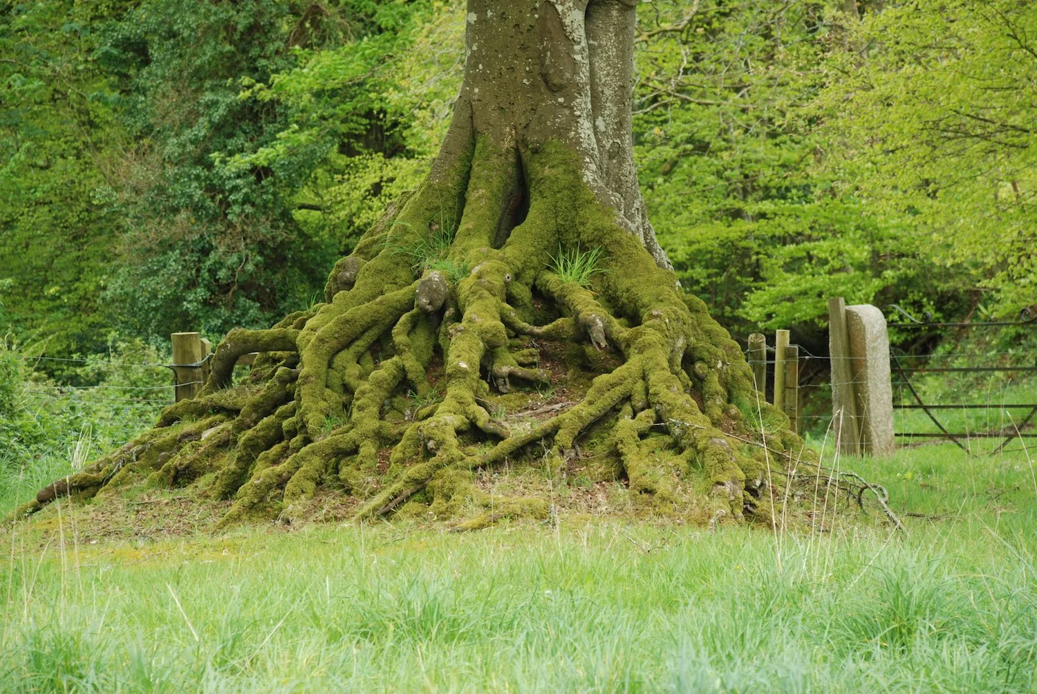 Parkland tree planted on a mound, Cornwall