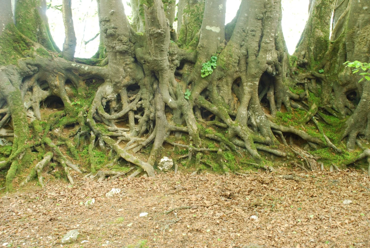 Ancient sunken lane or holloway