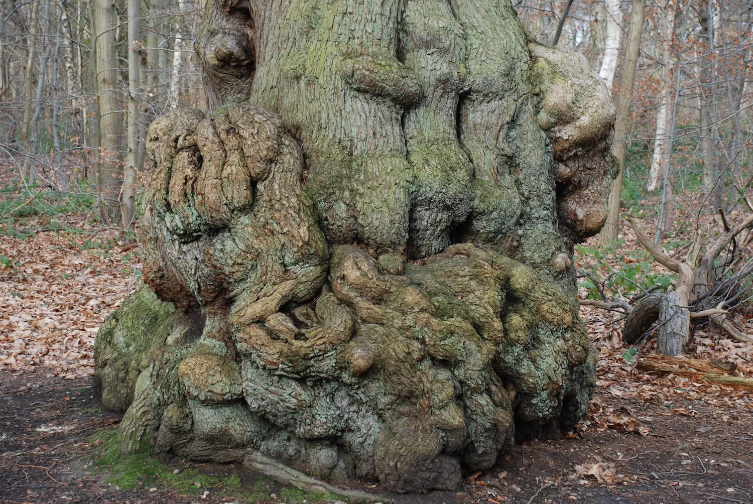 Clumber Park, Nottinghamshire
