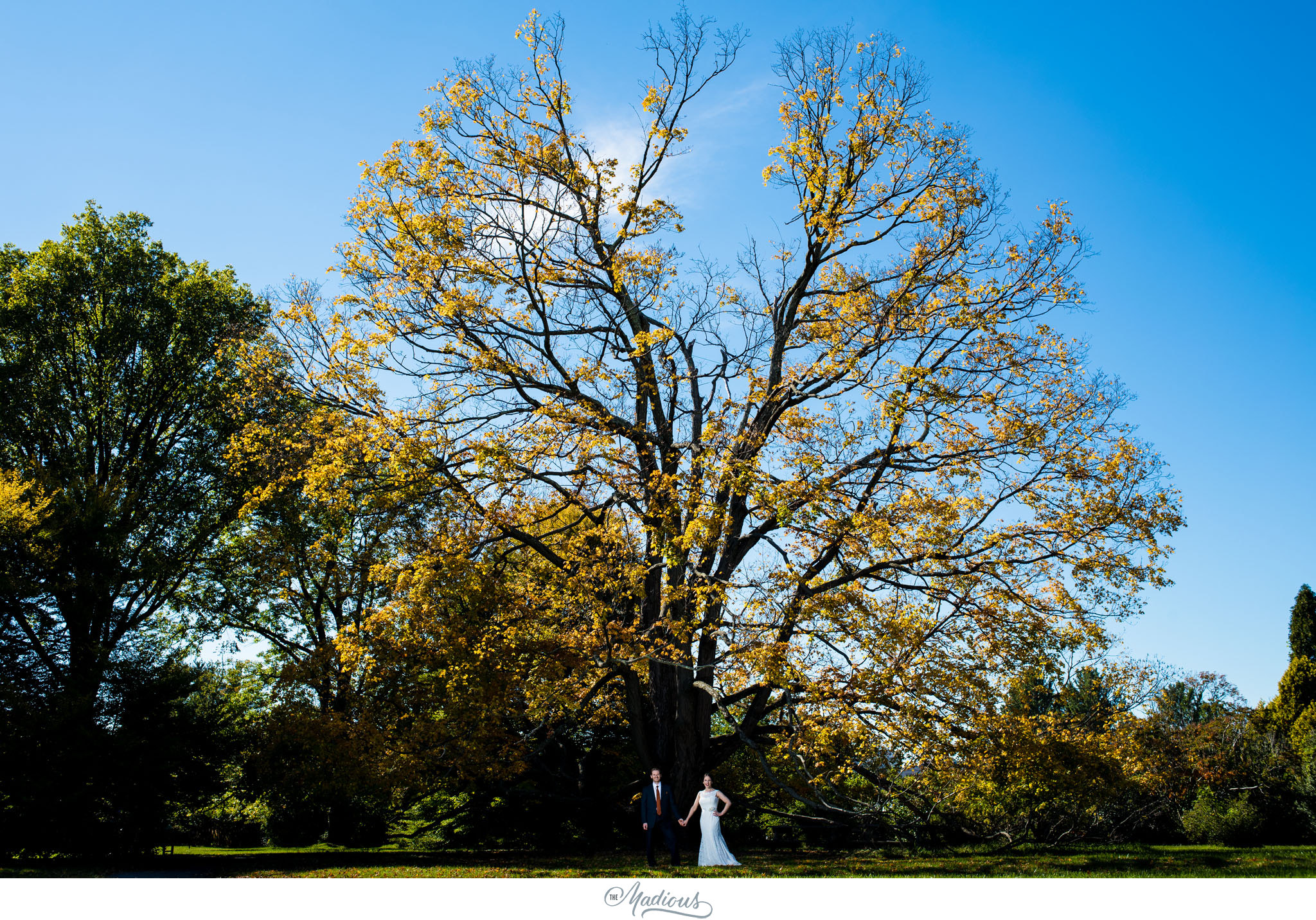 Cylburn Arboretum wedding bride groom tree