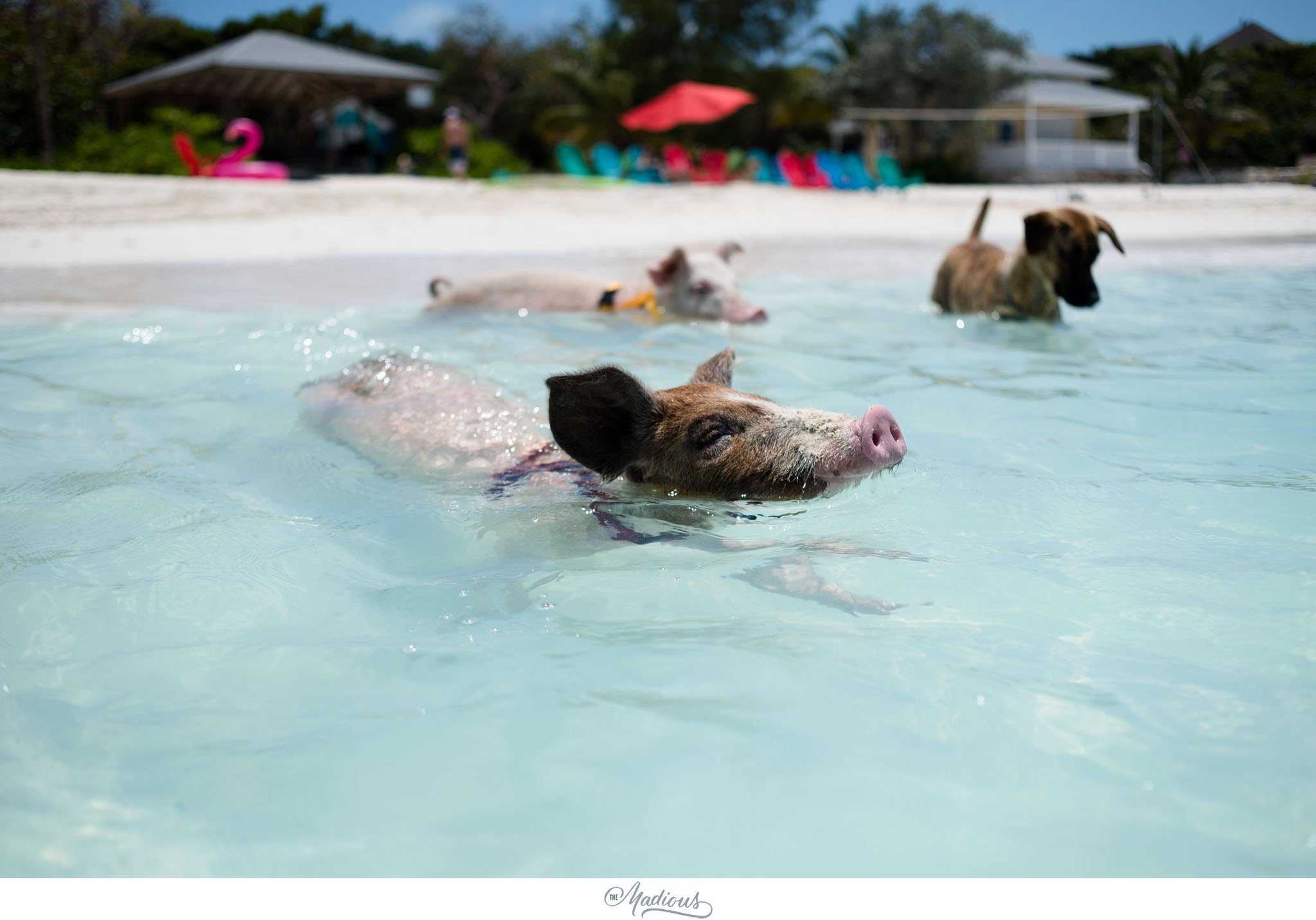 Atlantis Resort wedding Bahamas photographer_120.JPG