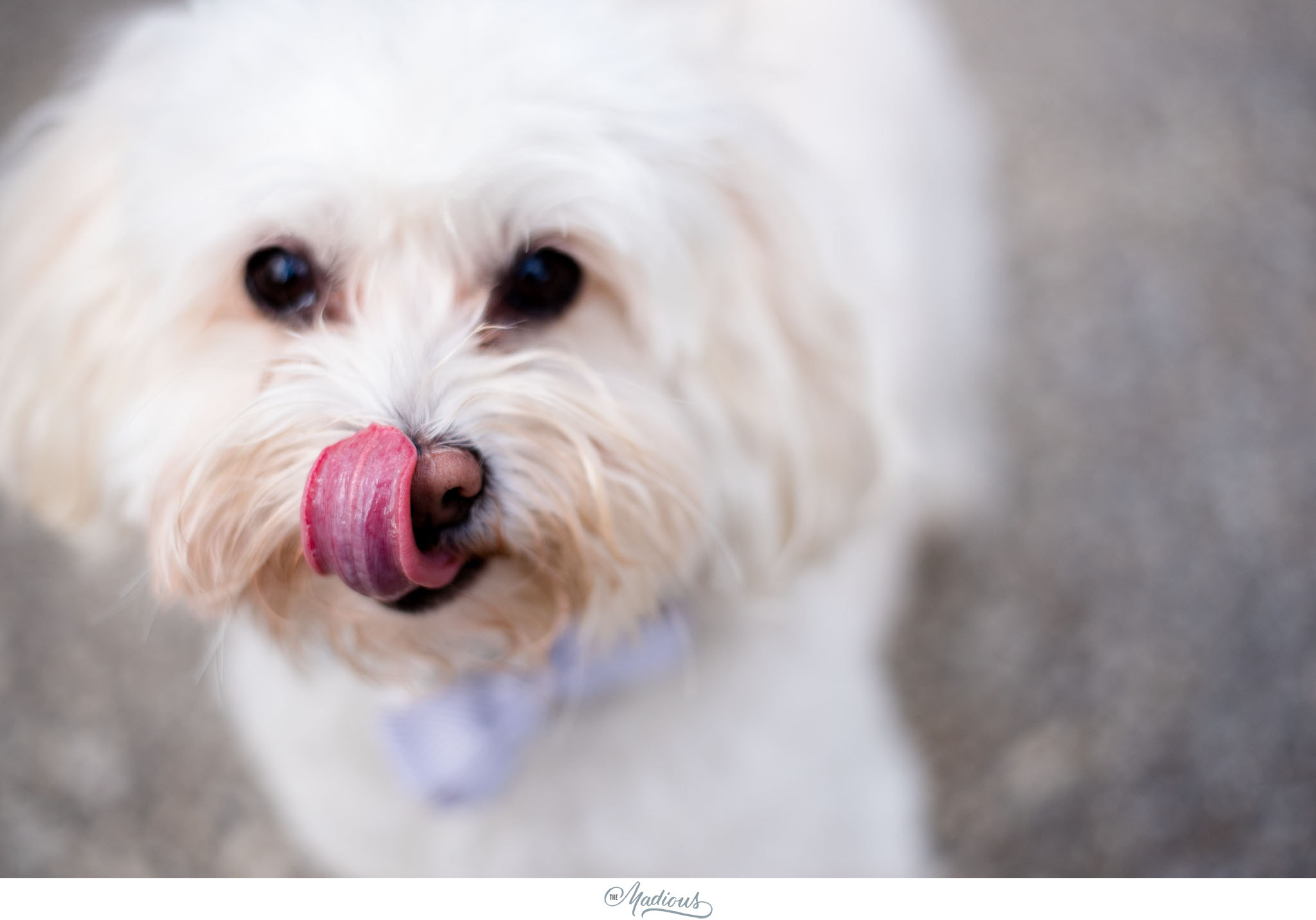 DC engagement session, Dog, Blagden Alley, Kramerbooks 0001.JPG