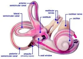 vestibular_system.jpg