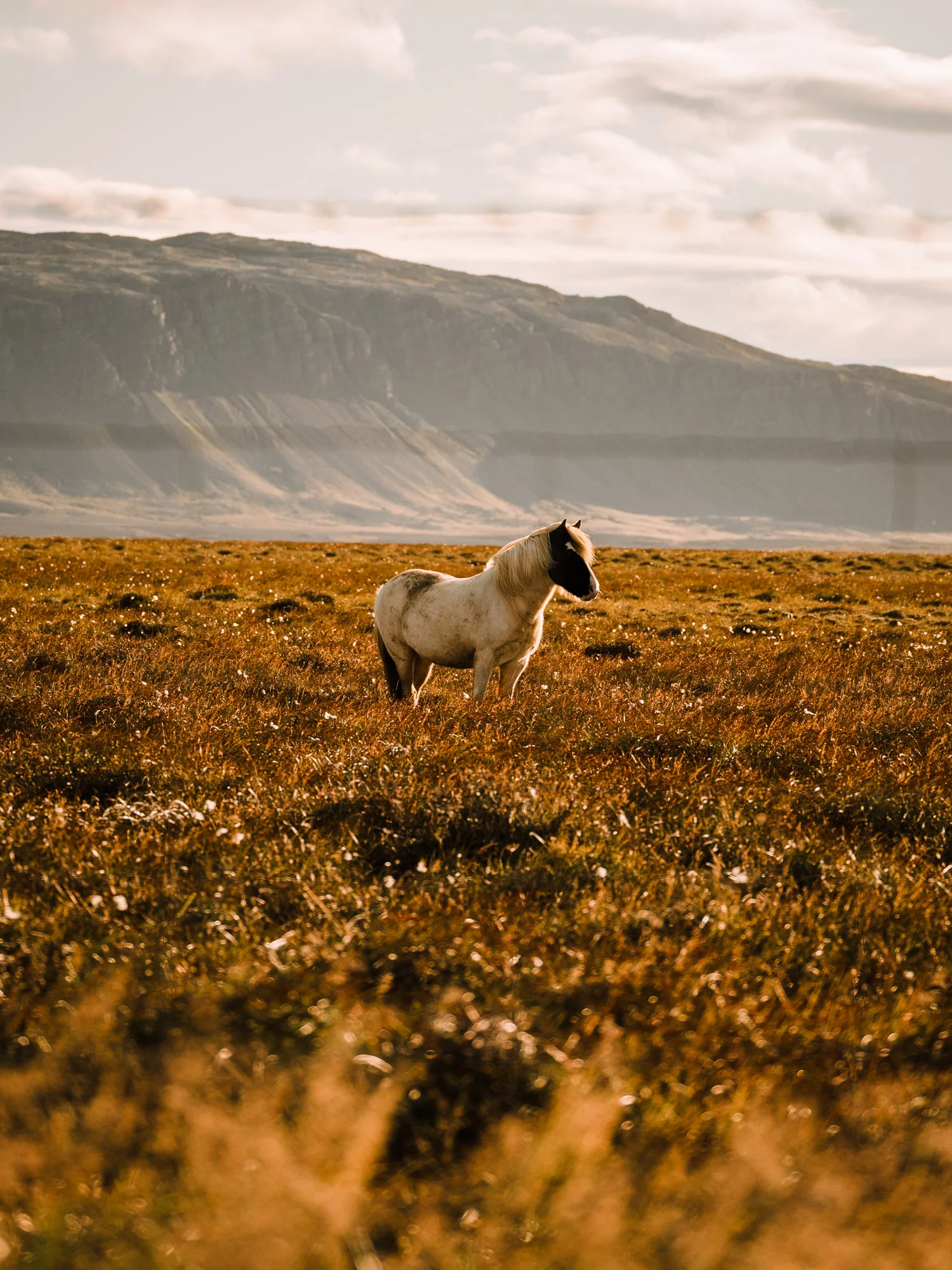 iceland.tease-3.jpg