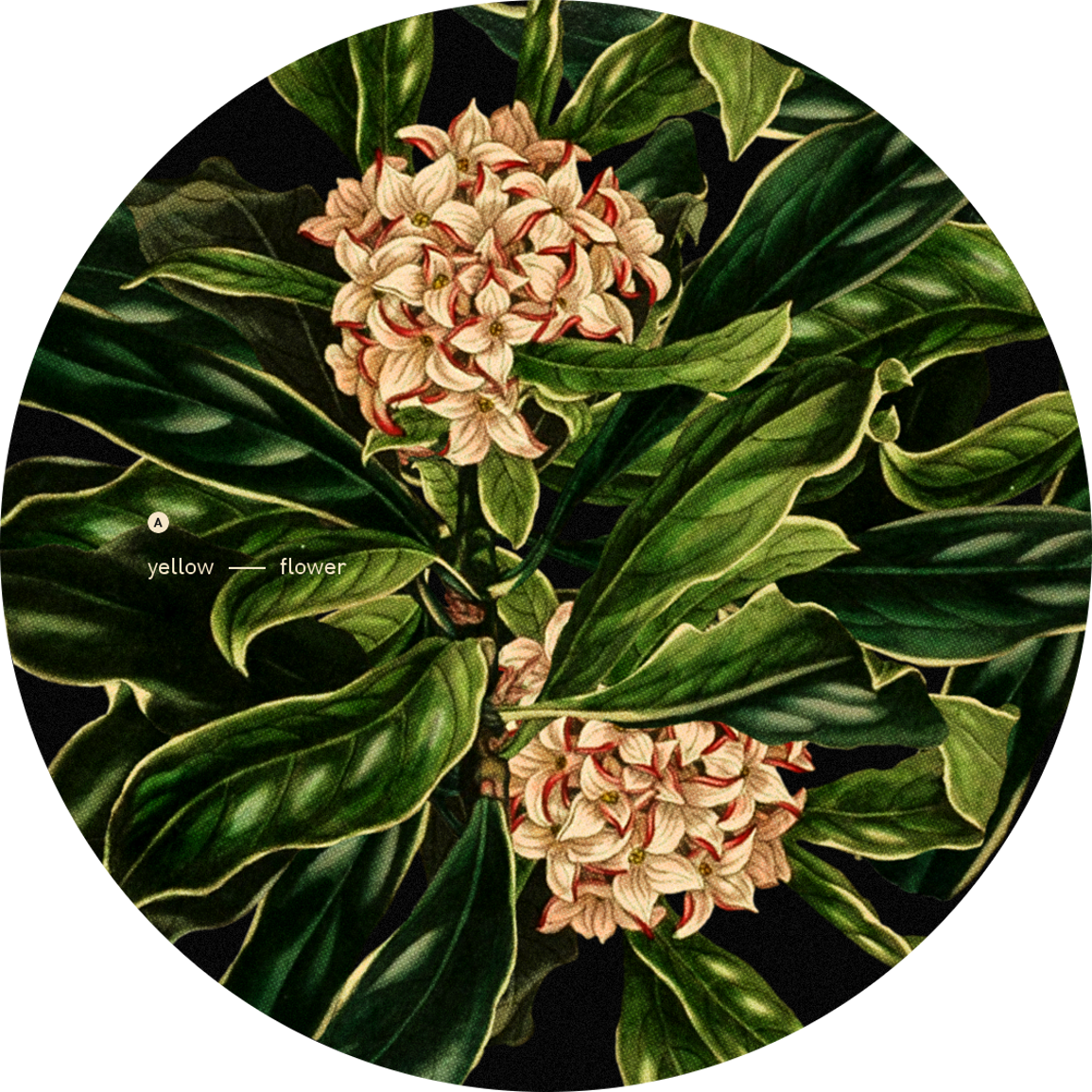 Tomppabeats (Yellowflower - YF002 front file).png