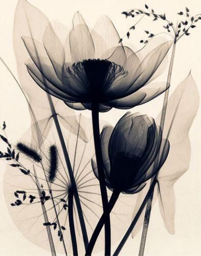 Photo credit: Lotus & Grasses by Judith McMillan