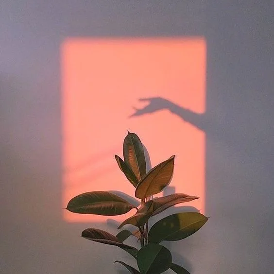 Image: Pinterest