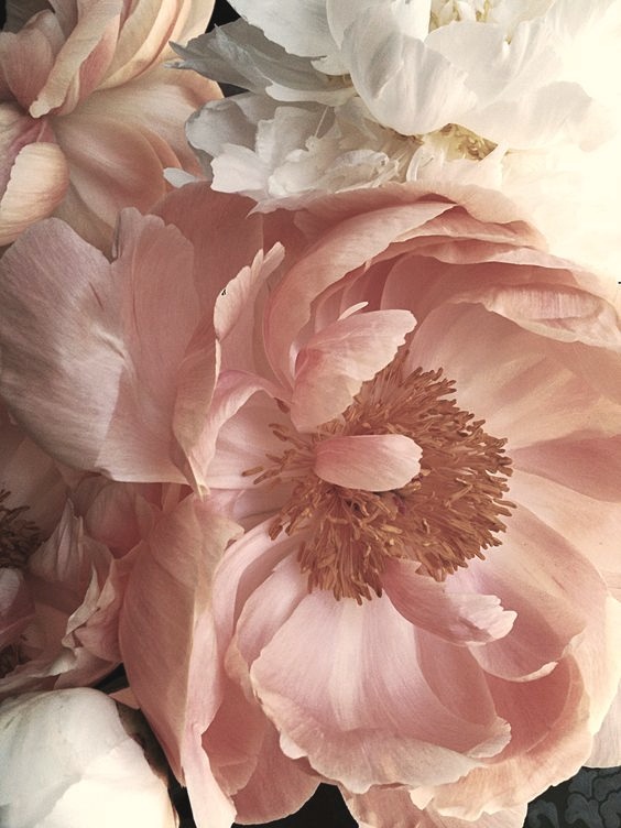 The+Sunday+Issue+The+Fragrance+Commune+-+The+Spring+2019+Edition.jpg