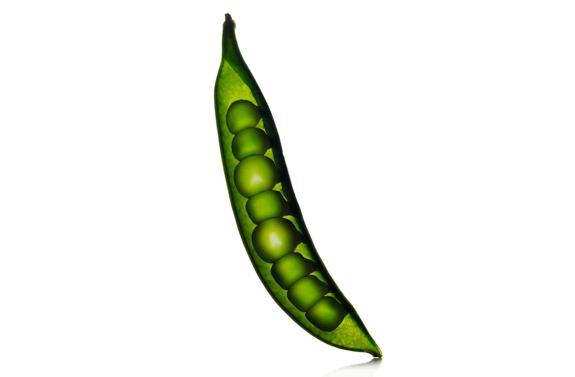 Peapod_11x14.jpg