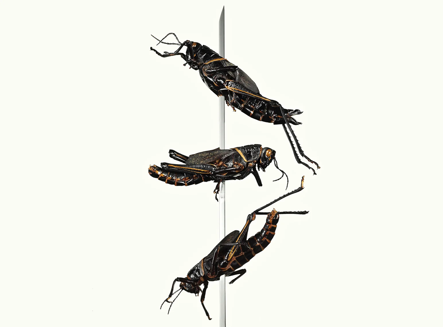 Grashopper_Skewers_AF_FFhorizontal.jpg