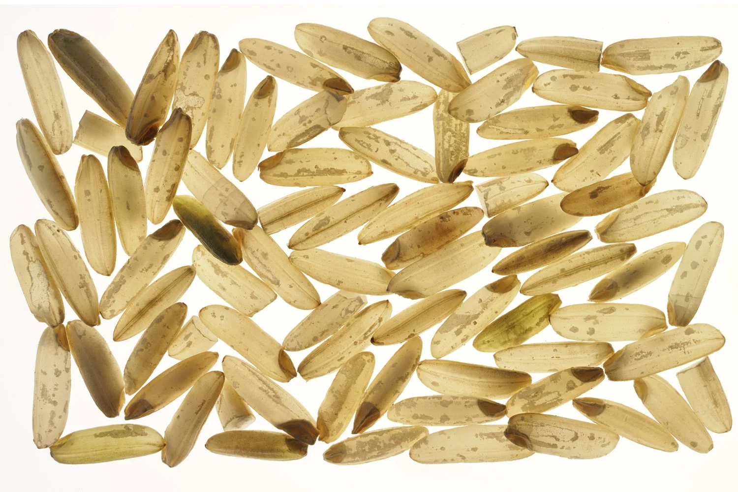 PlamenPetkov_Long_Grain_Brown_AF_FF.jpg