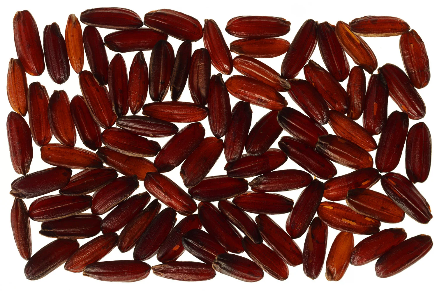 PlamenPetkov_Red_Rice_BF_FF.jpg