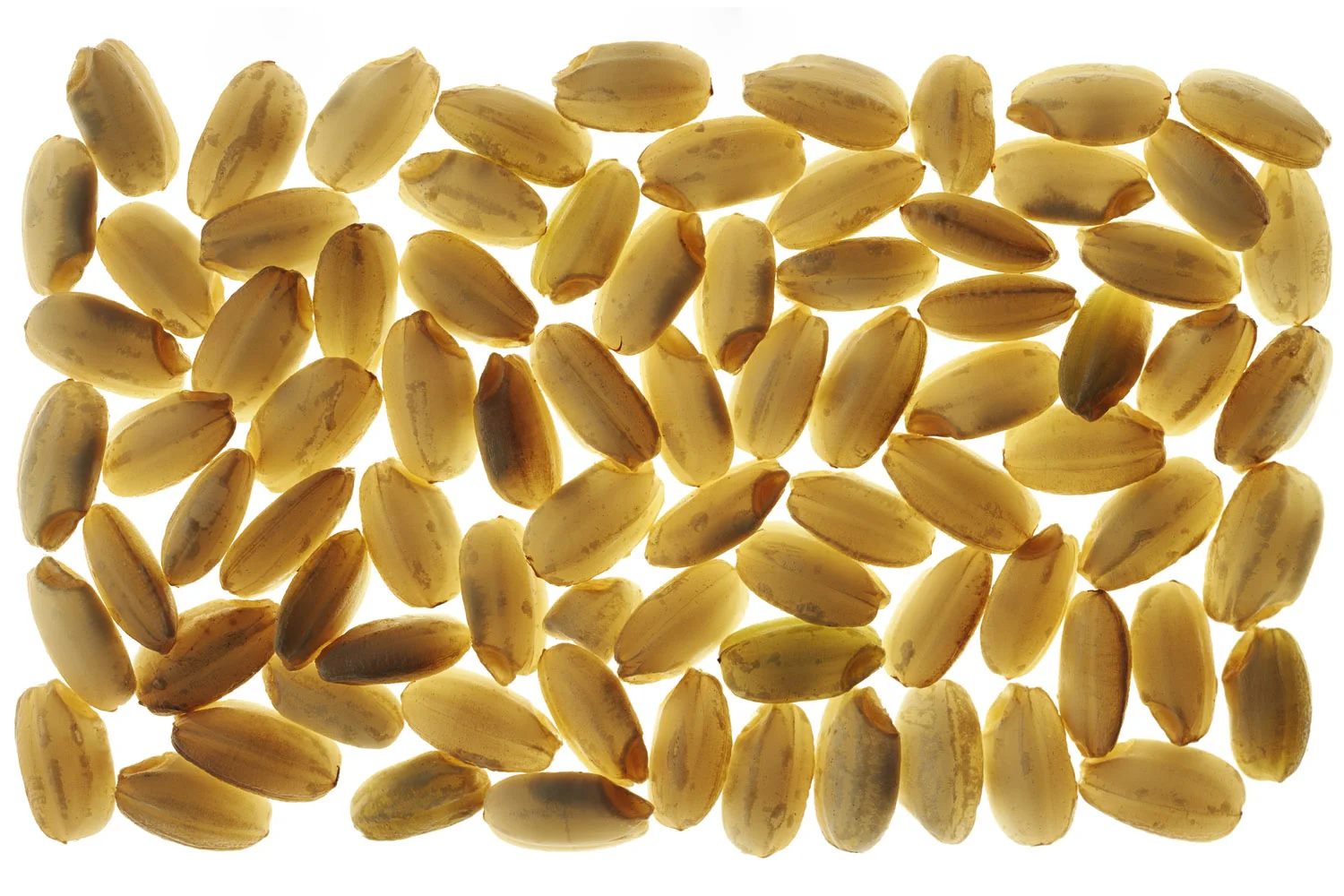 PlamenPetkov_Sticky_Brown_Rice_BF_FF.jpg