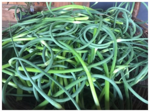 garlic scapes.jpg