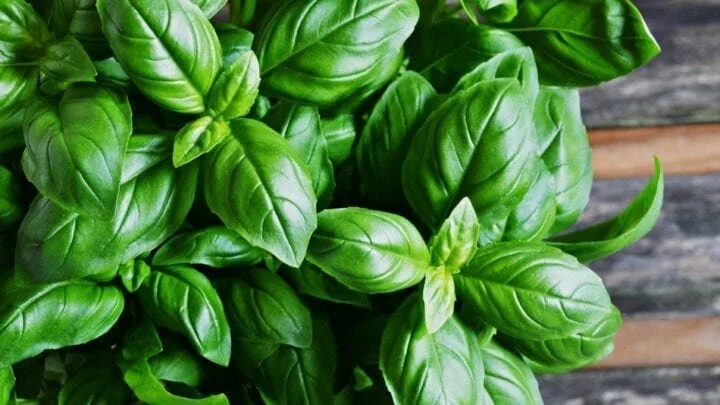 Preserve-Fresh-Basil-720x405.jpg