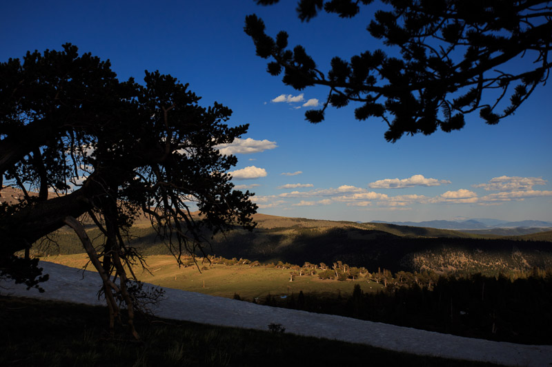 Bristlecone_staver_005.JPG