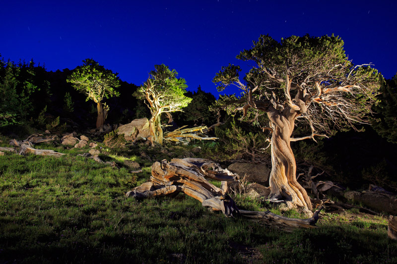 Bristlecone_staver_011.JPG