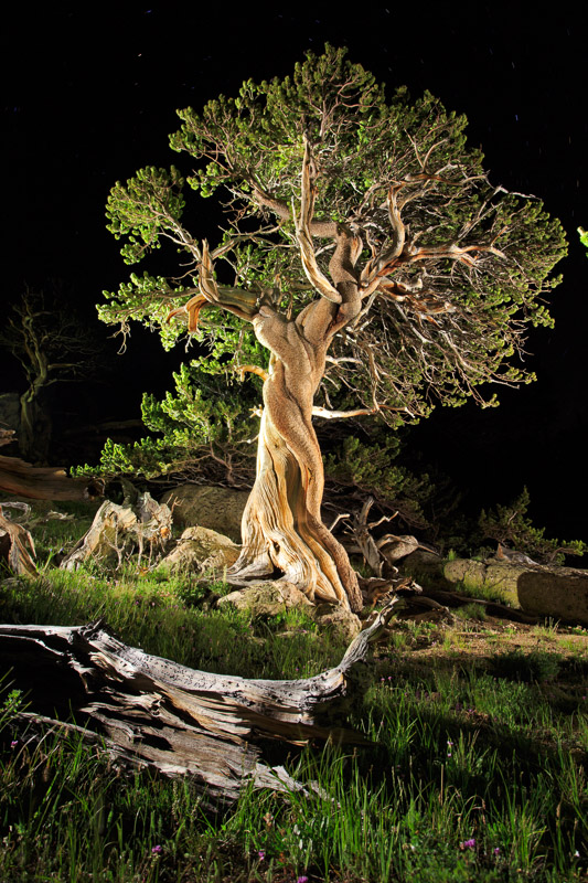 Bristlecone_staver_018.JPG