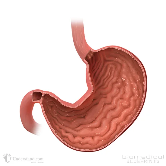 Human Stomach