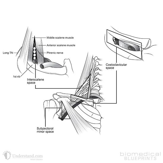 Neck Anatomy