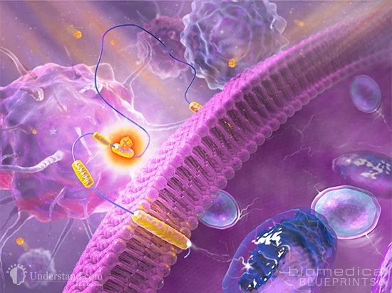 Cellular1.jpg