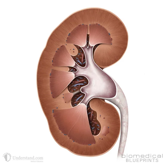 Human Kidney - Cross Section