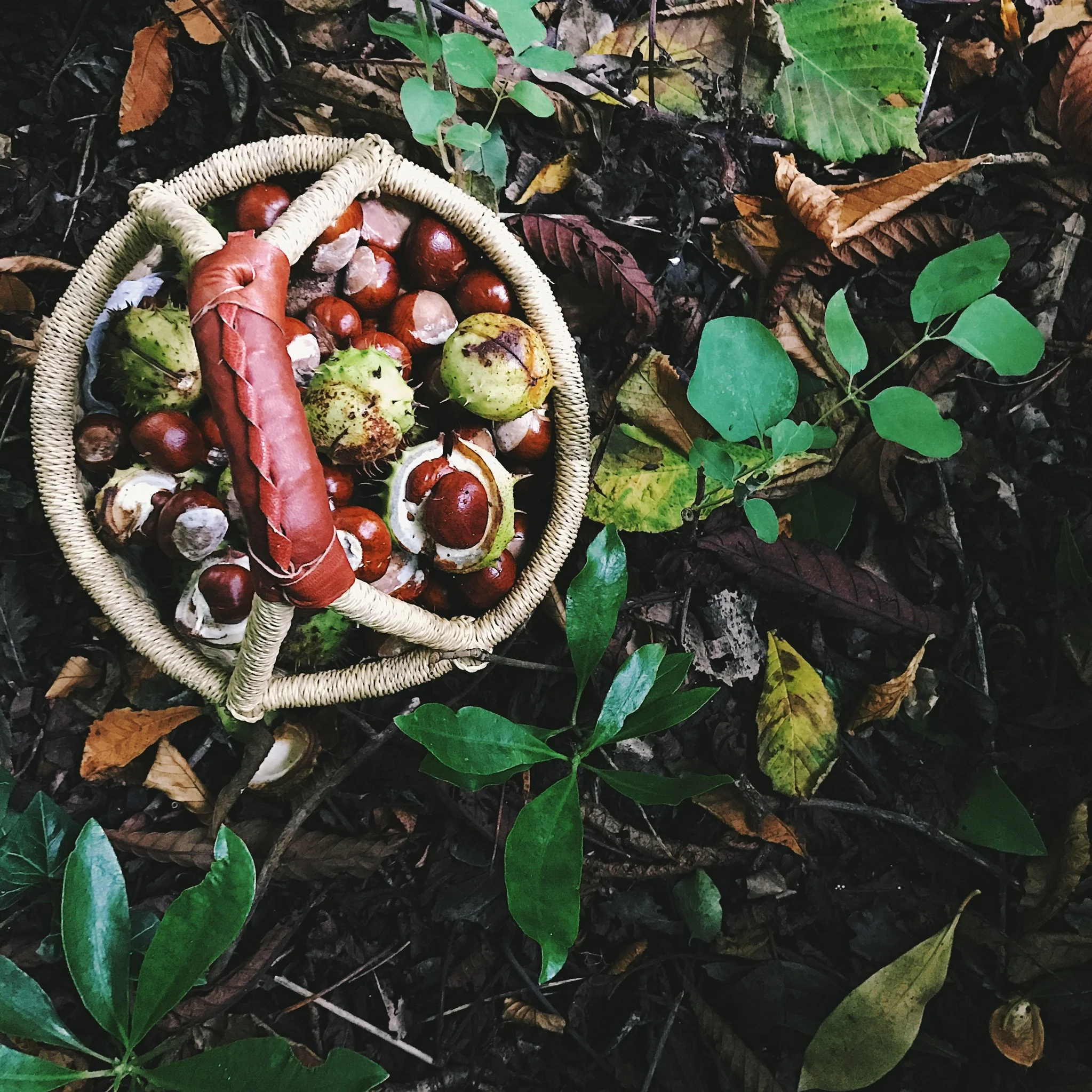 Autumnal Argory Adventures