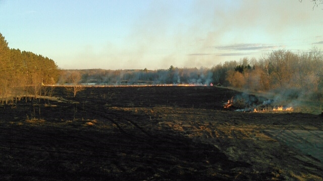 The field is burned slowly by the local fire department. Each 'burn line' is controlled by a crewman with a fuel canister in hand and water nearby for safety. Photo by Bruce Foss.