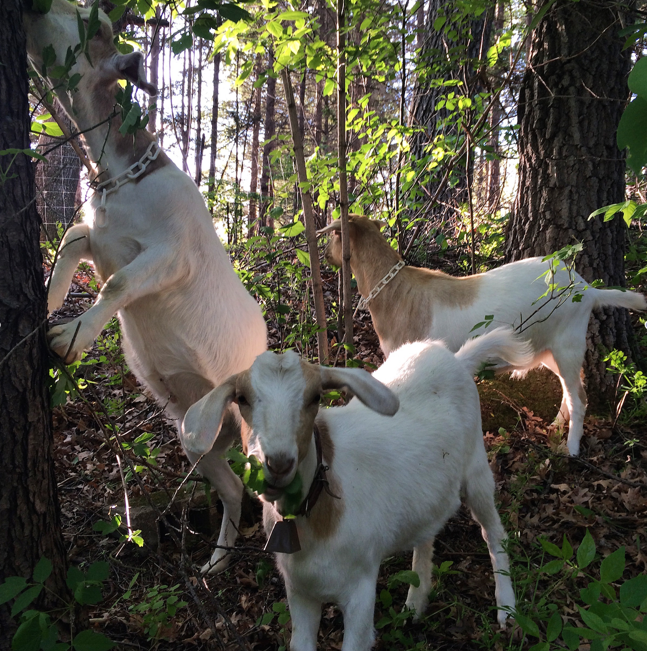 L to R: Moe, Curly, and Larry enjoy their first bites of Lily Springs forage in their new paddock.