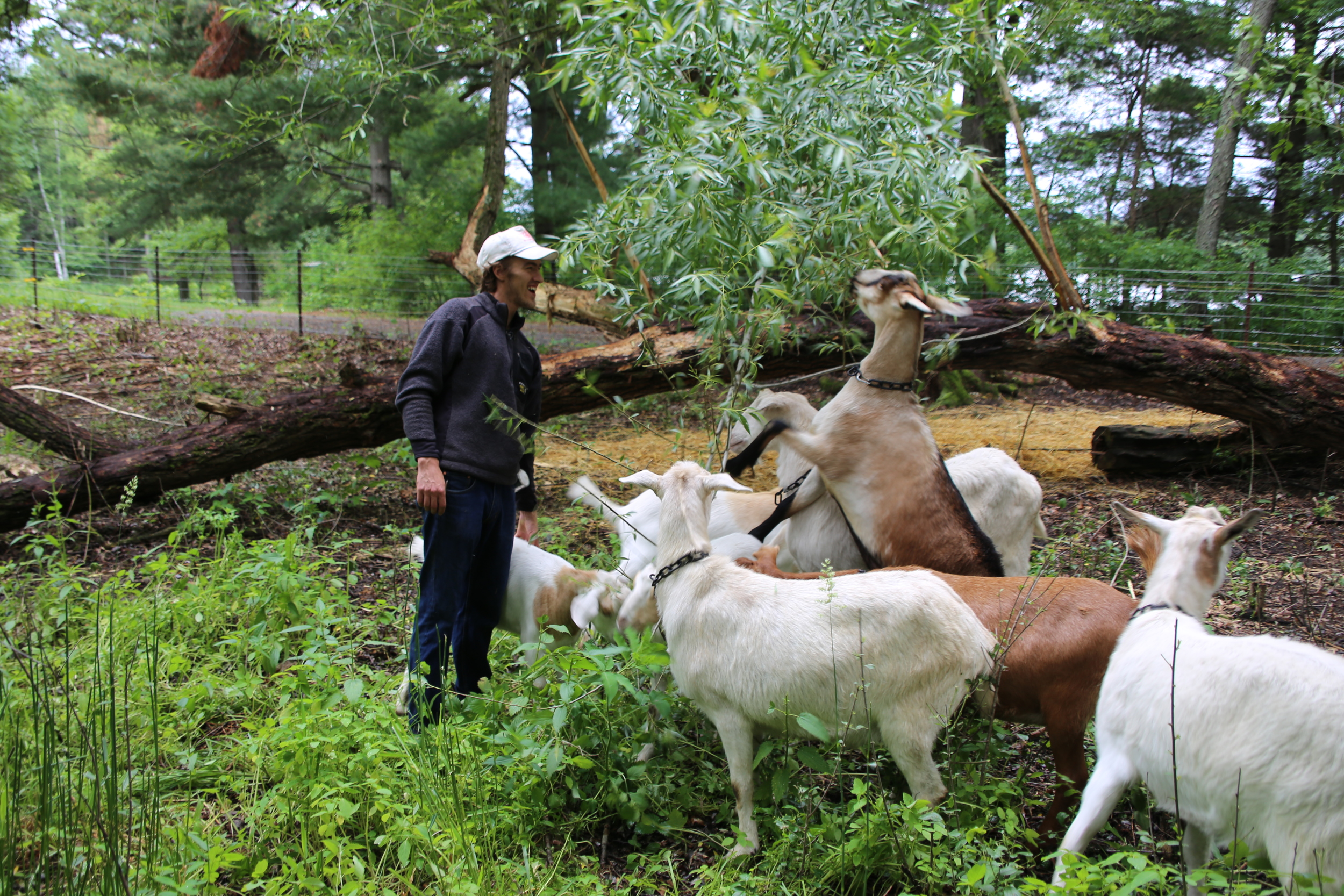 The goats and me (Eli) hanging out by the fallen (but living) willow tree in their permanent paddock. The goats love willow for its tasty leaves and the fresh growth tissue in its bark. 