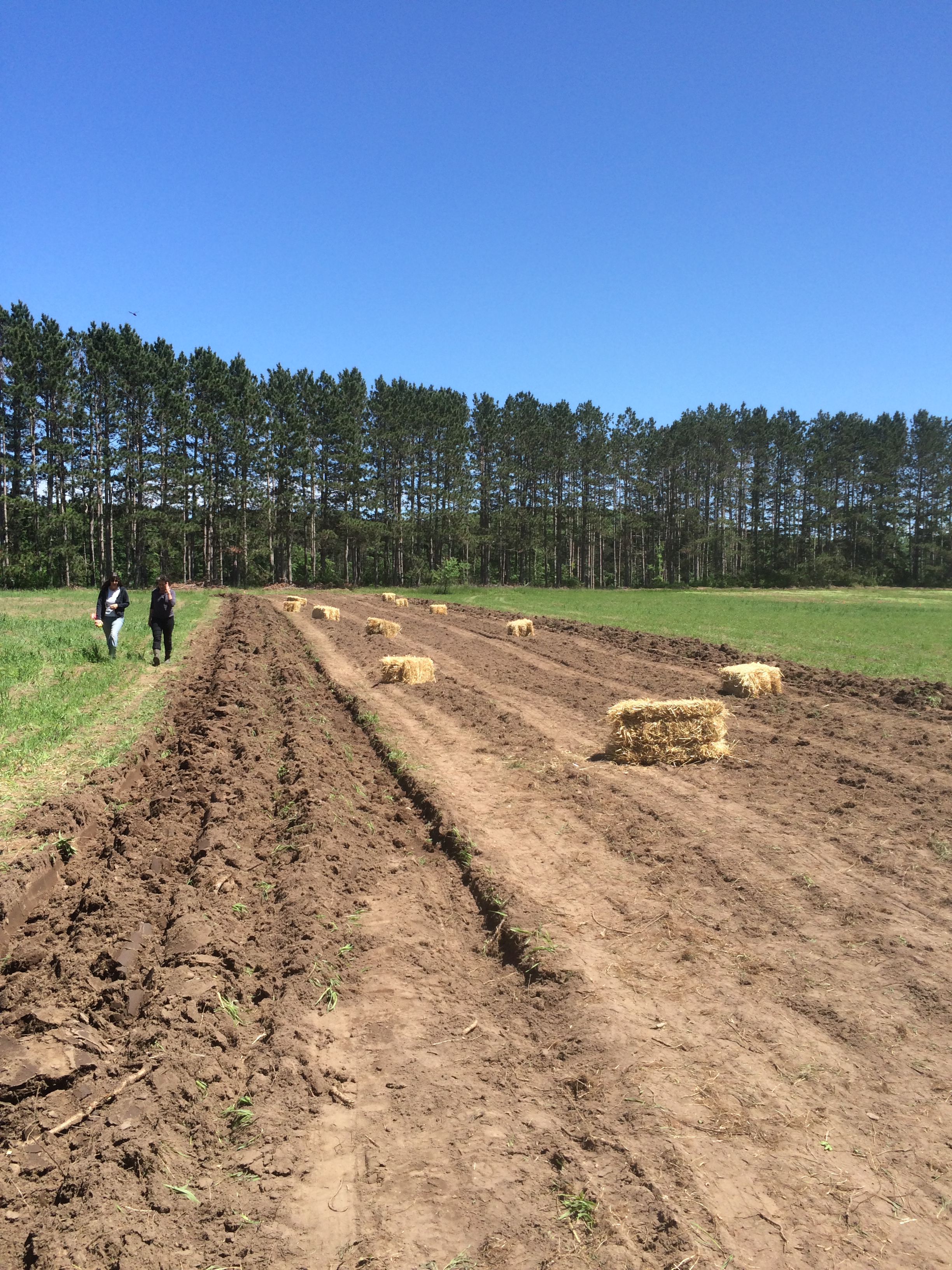Asparagus is transplanted into the long rows that cut West-East across our North field. Straw bales will be spread over the asparagus to help them retain moisture in the hot summer days.