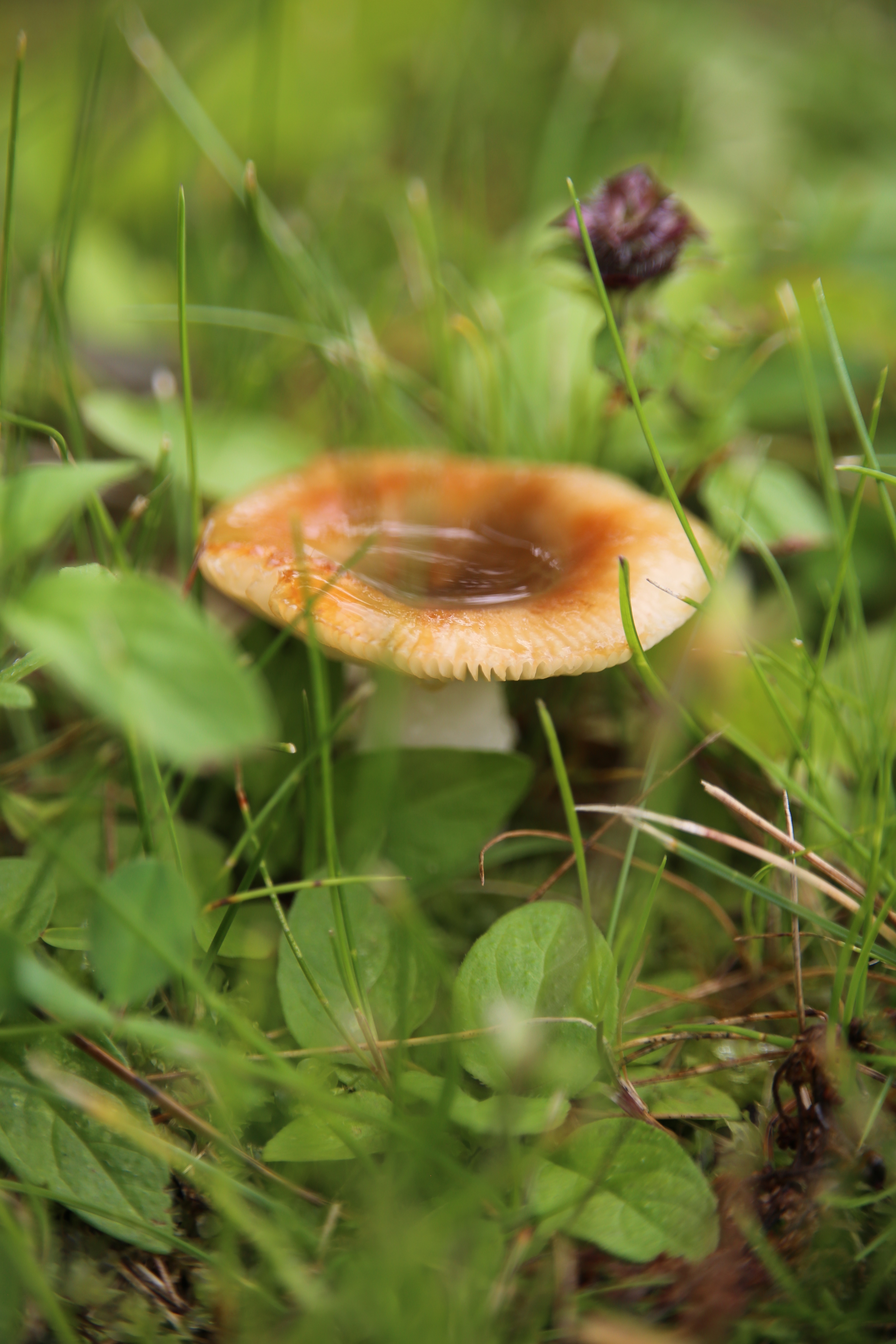 This mushroom emerged quickly after a recent storm left five inches of rain on our land. 