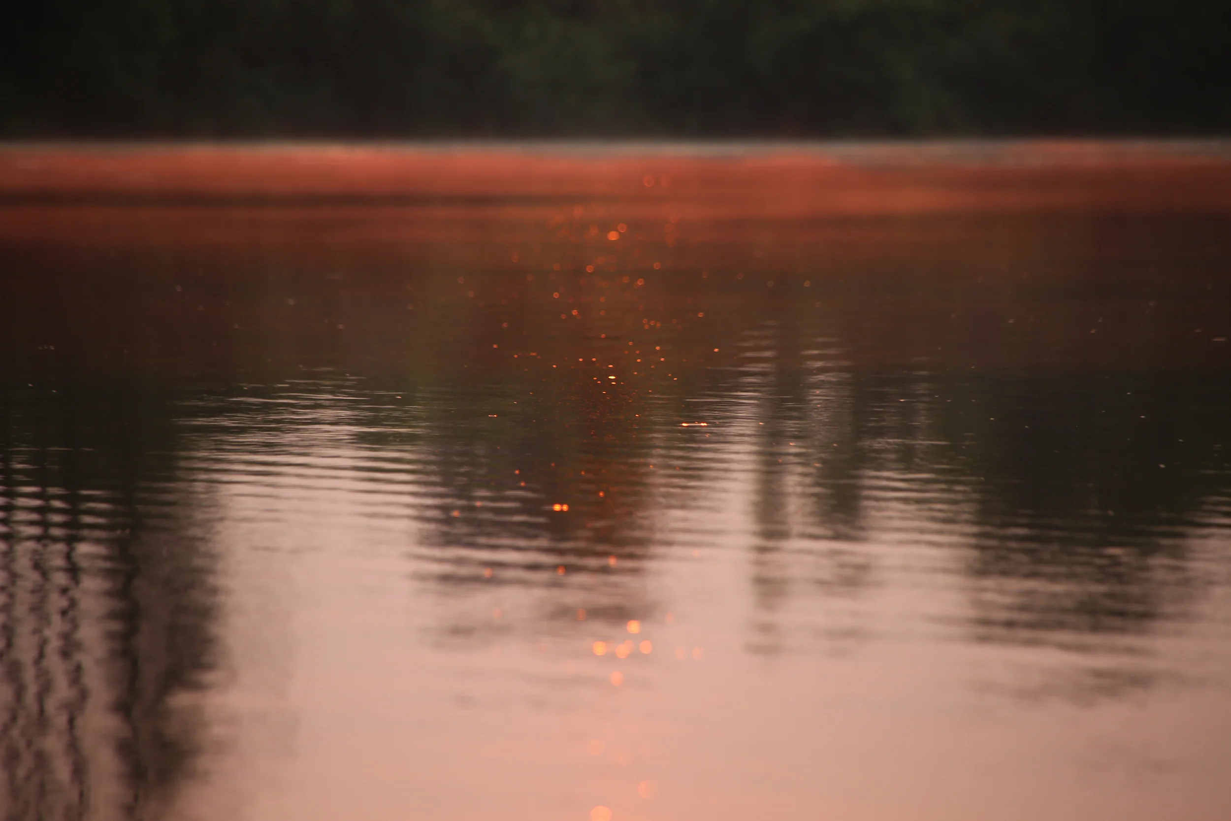Light dances on the surface of the lake, speckles of dust or bugs glimmering in the setting sun.