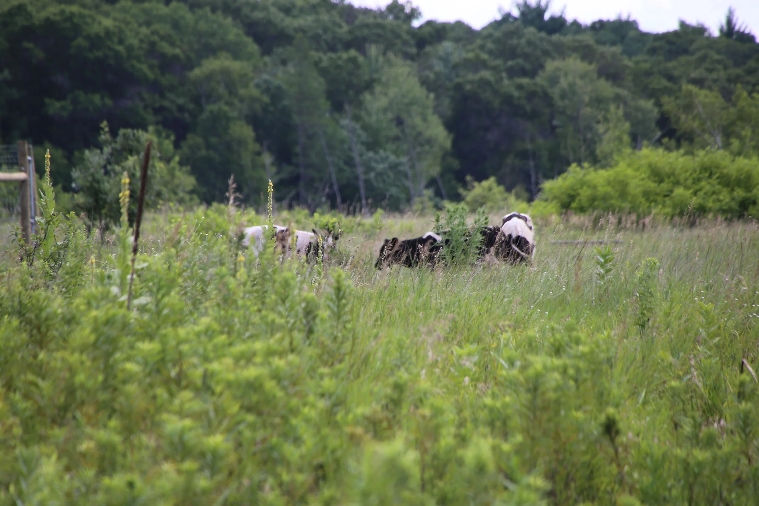 Our cows (a total of eight) grazing the South Field on July 21st, the day they arrived at LSF. 