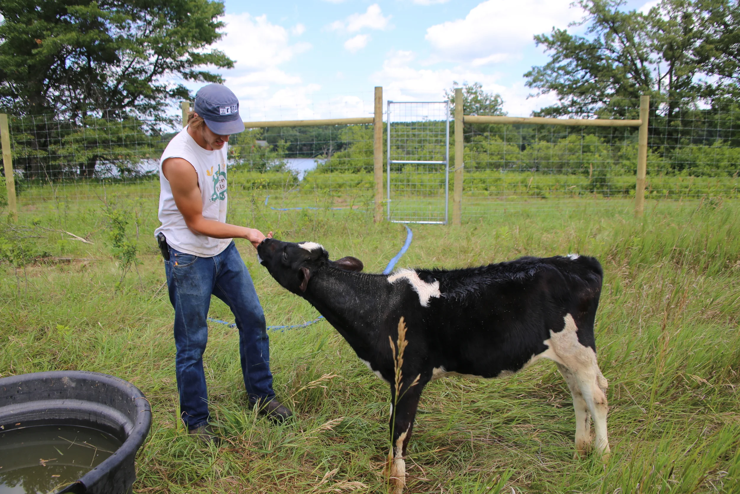 The youngest calf, searching for an udder to suck. He had never been on grass before!